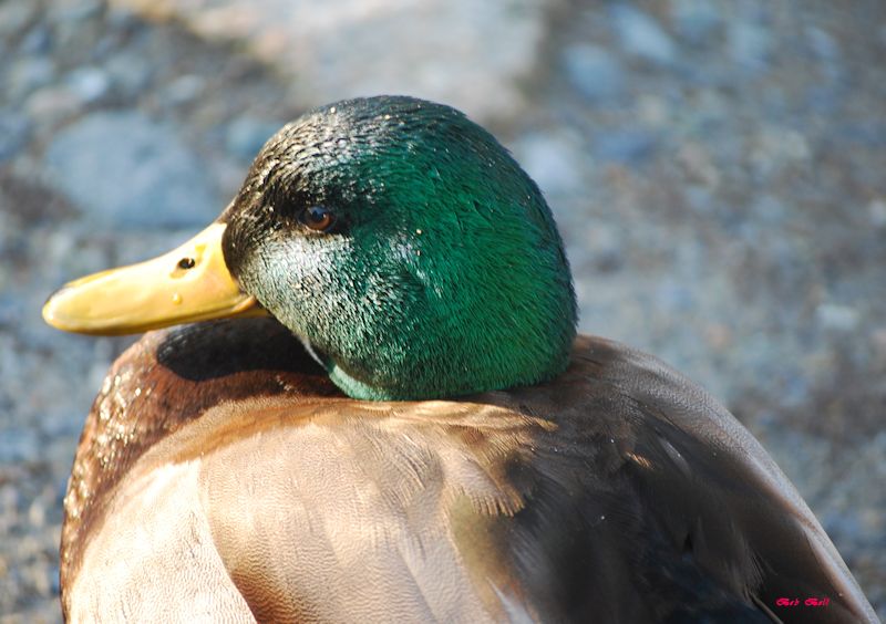 Duck by Robert A Bell