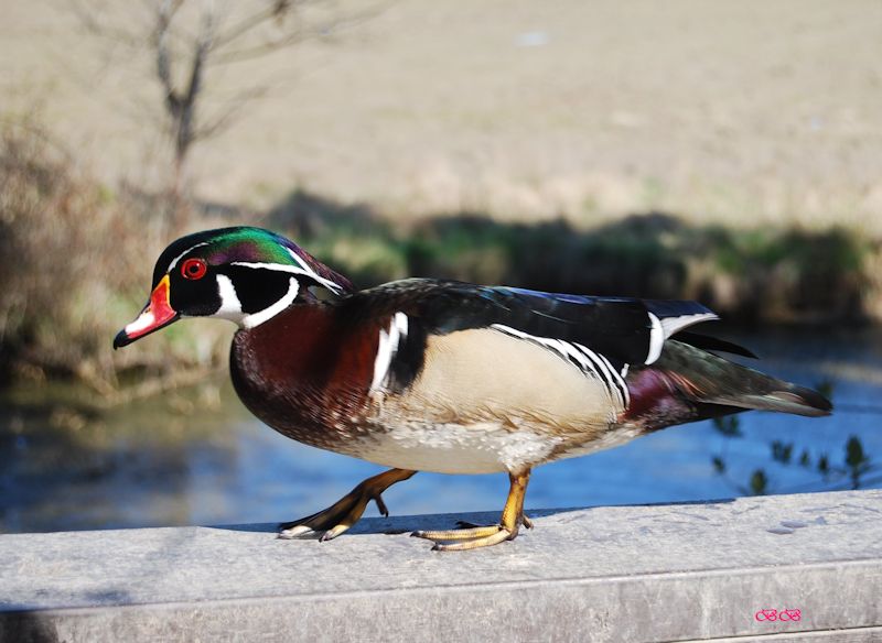 wood duck photo by R A Bell