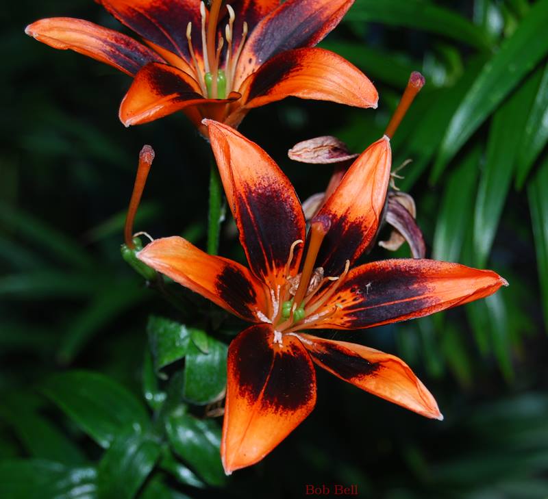 Dark Lily photography by Robert A Bell