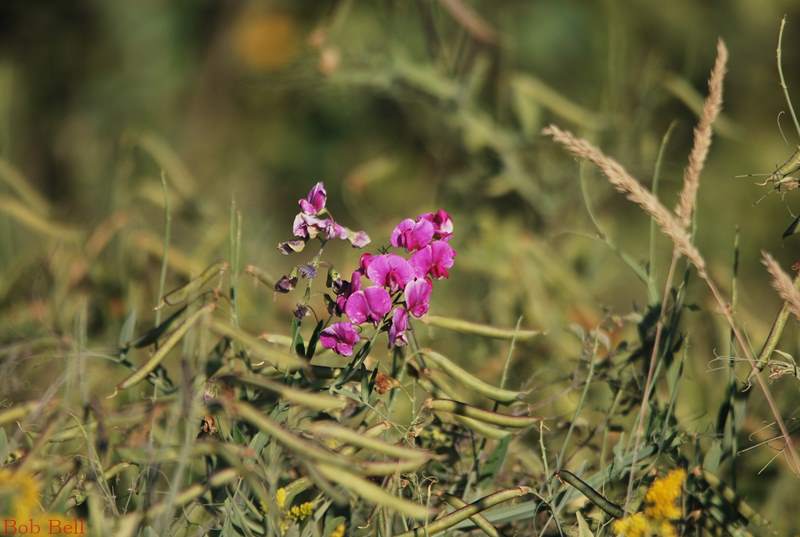 Little Pink Flower photo by Robert A Bell