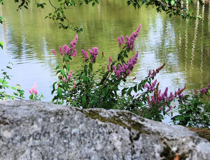 PInk Flowers by the lake photo by Robert A Bell