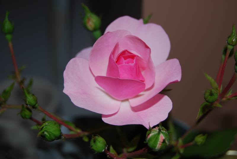 Pink Rose Photo by  Robert A Bell
