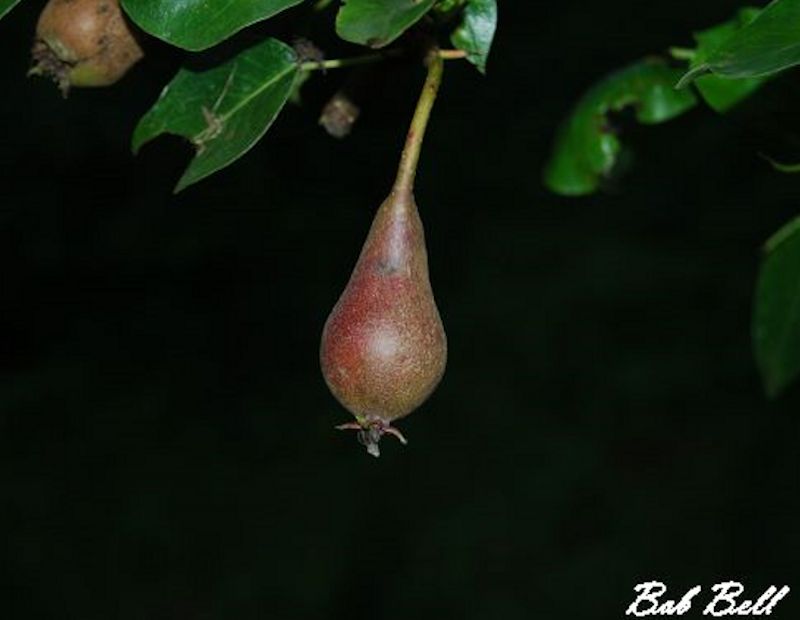Pear  photo by Robert A Bell
