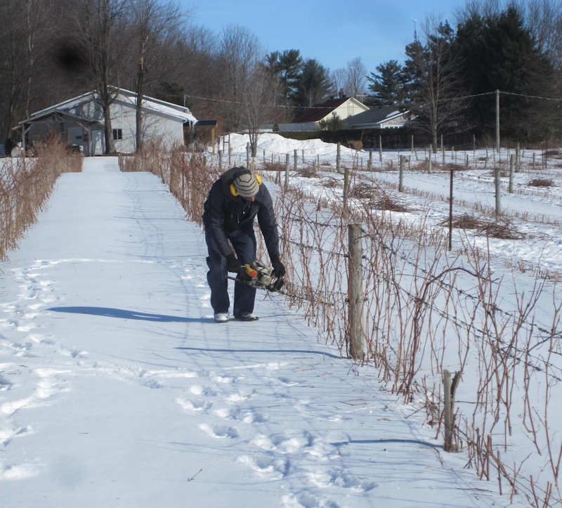 Vignoble Les Pervenches 