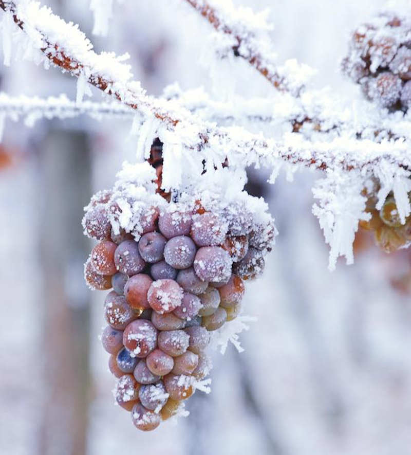 ice wine grape -Vignoble Les Vents d’Ange 