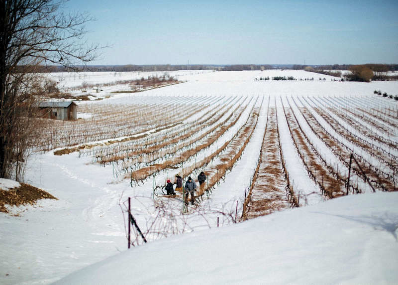 
Vignoble Les Vents d’Ange 