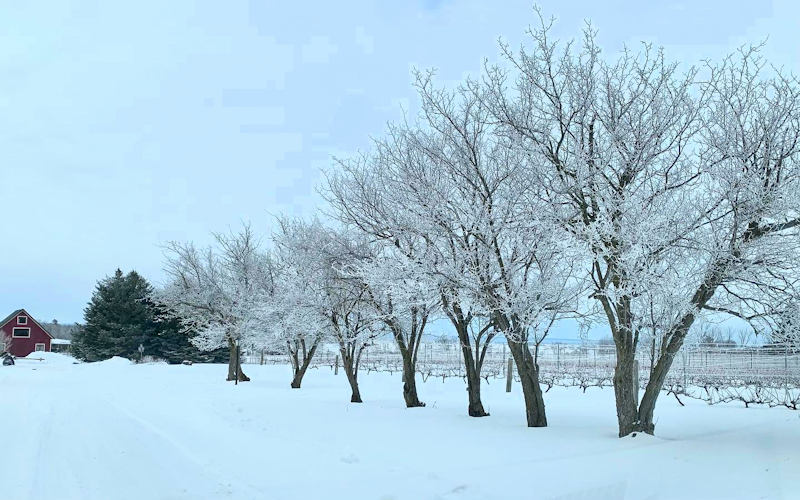 Little Red Wagon - Shawville, Quebec 