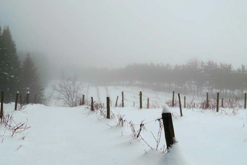 Le Vignoble Du Clos Baillie 