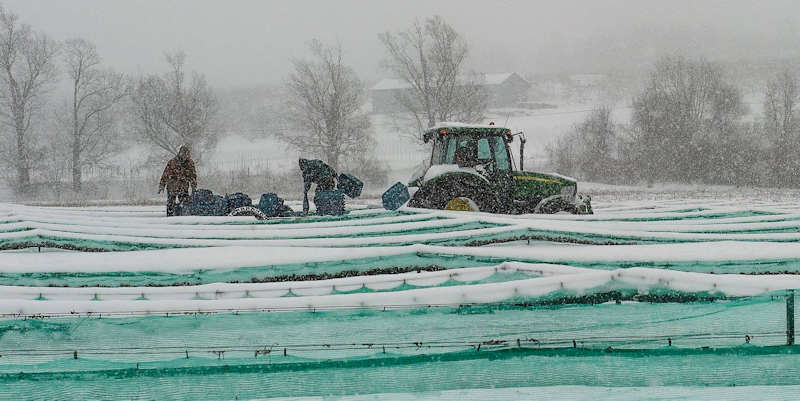 Vignoble de L'Orpailleur 