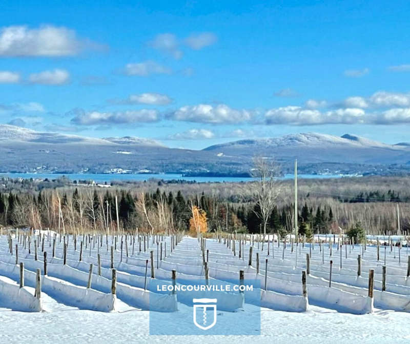 Léon Courville's vineyard!