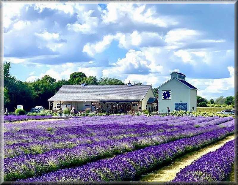 Millefleurs is a family-run lavender farm and meadery. PEC, Onta