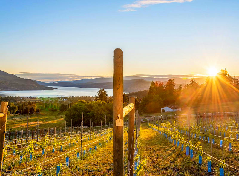 Black Swift Vineyards