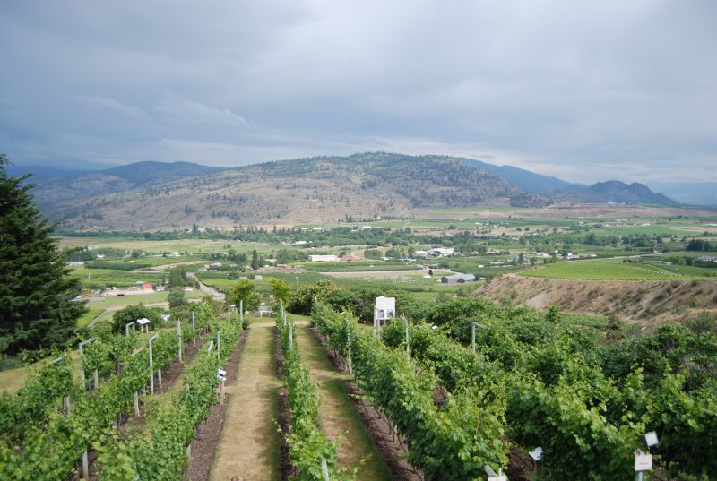 Tinhorn Creek Winery 