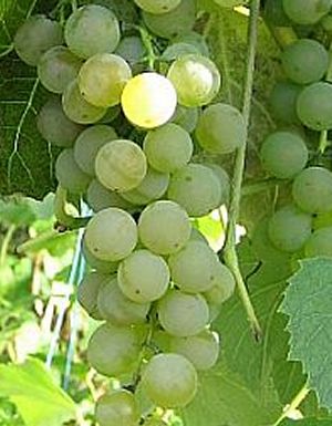 Adalmiina grape
