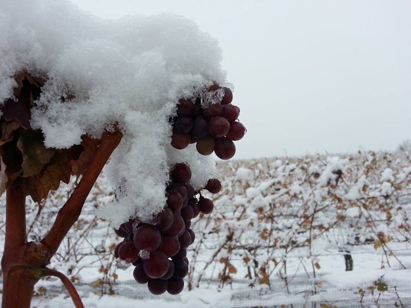 frozen grapes for icewine