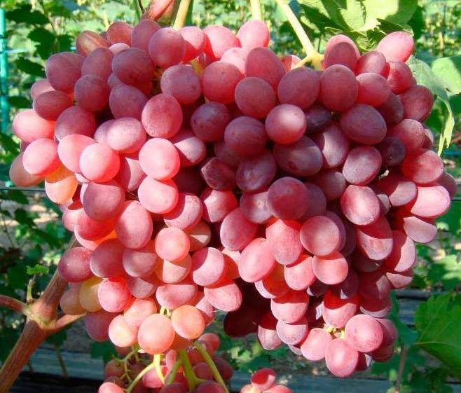 Vinograd Veles is the most popular grape varietal in Ukraine