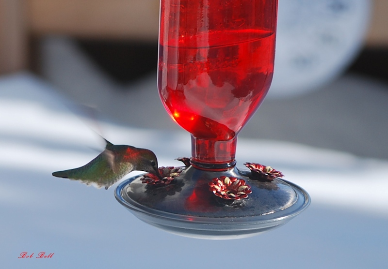 Hummingbird photo by Bob Bell