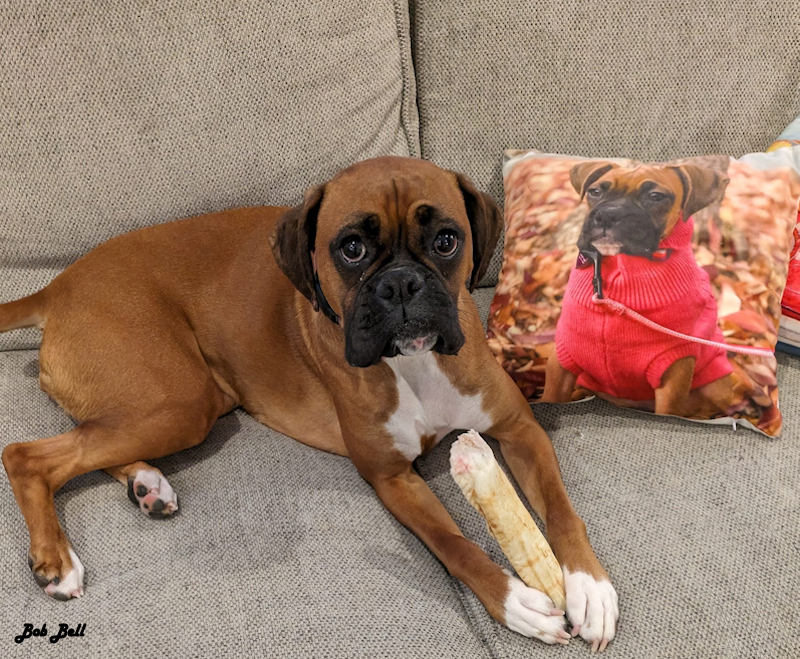 A dog named Poppy